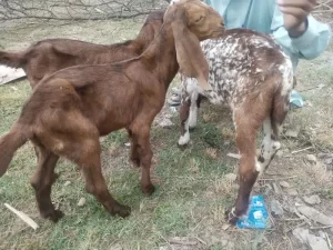 Male & Female Goats