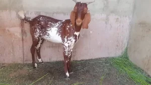 Goats Pair